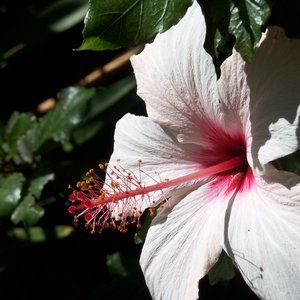 Meet your Posher, Havana Slug